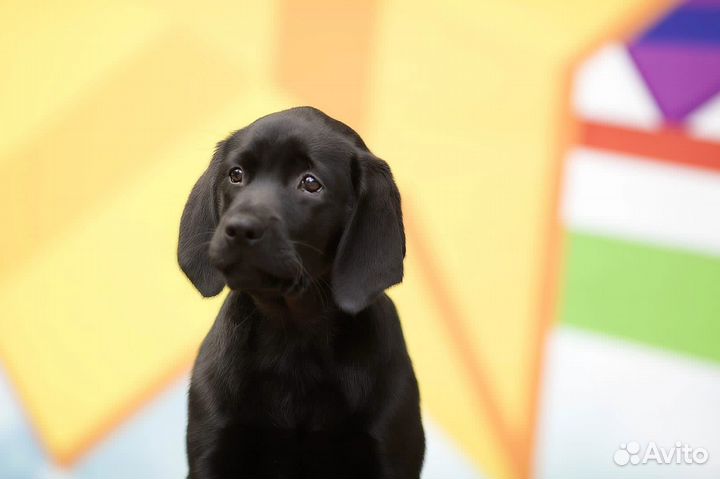 Щенки лабрадора
