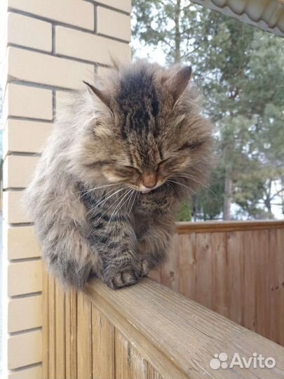 Кошка на турбазе 