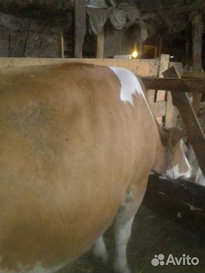 Корова стельная дойная