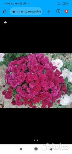 Хризантема мультифлора