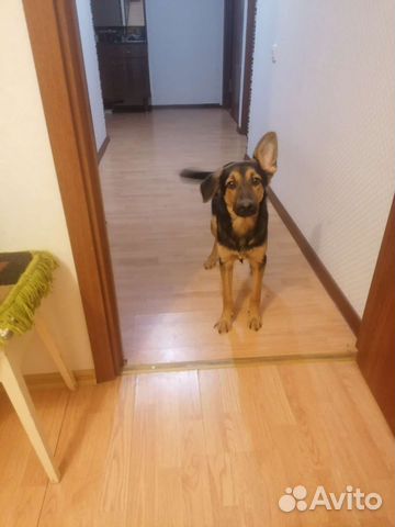 Собаки бесплатно в добрые руки щенки