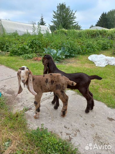 Козлики камори