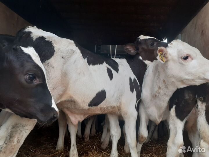 Телята 1-3 мес