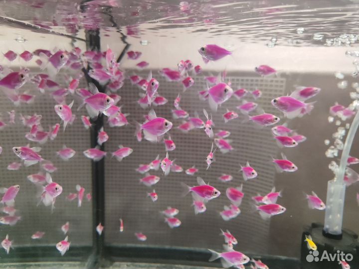 Теренция гло