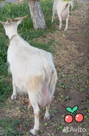 Козы дойные и козёл камори-нубийский