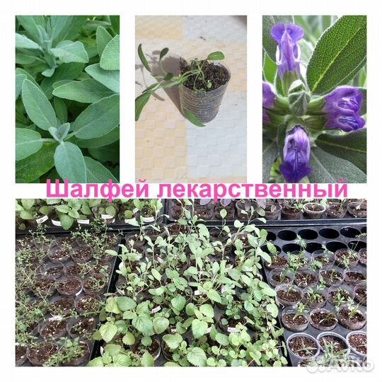 Мята, мелисса, тимьян, шалфей, базилик