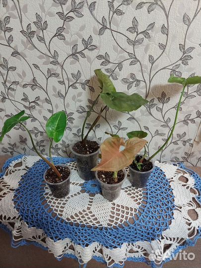 Комнатные растения цветы