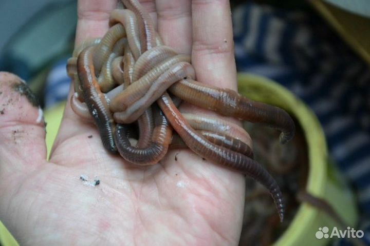 Черви выползки