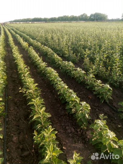 Саженцы плодовых деревьев