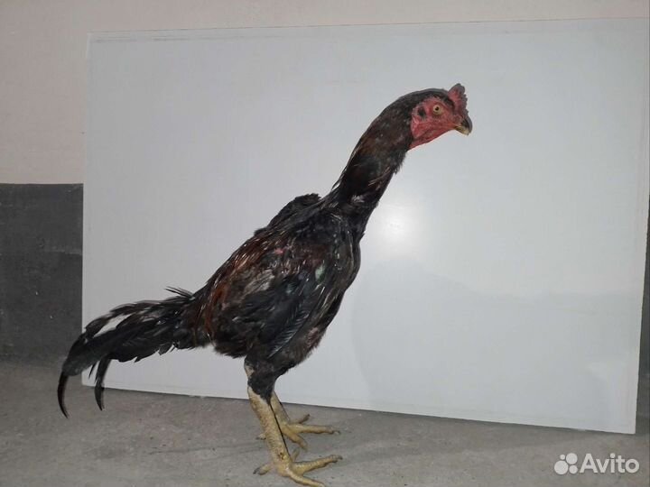 Байцовые петухи