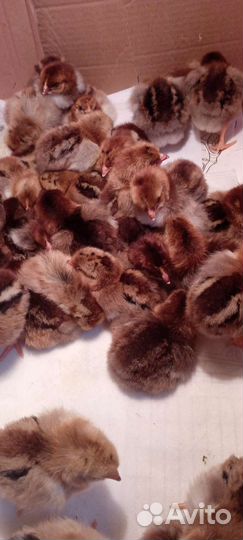 Кучинская юбилейная инкубационное яйцо