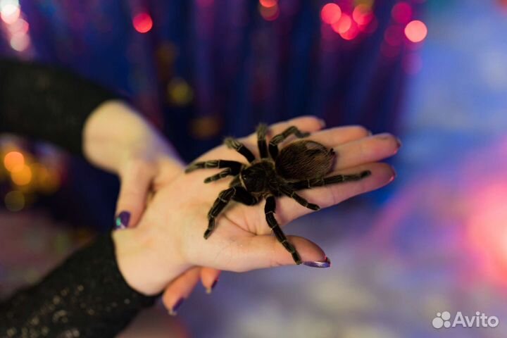 Анимация квест Венсдей аддамс Wednesday Уэнздей