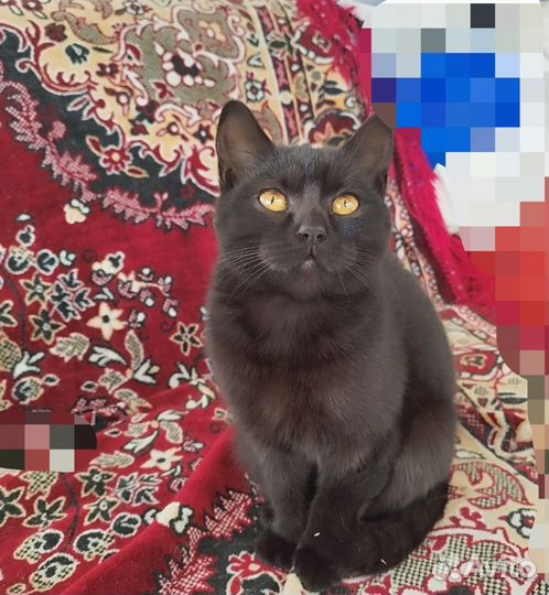 Шотландские