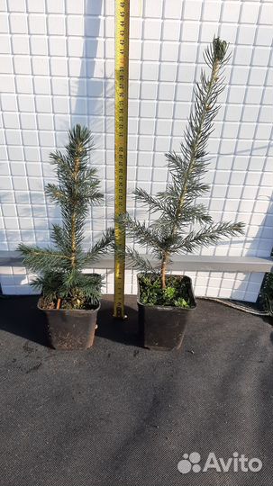 Ель колючая Glauca Arizonica