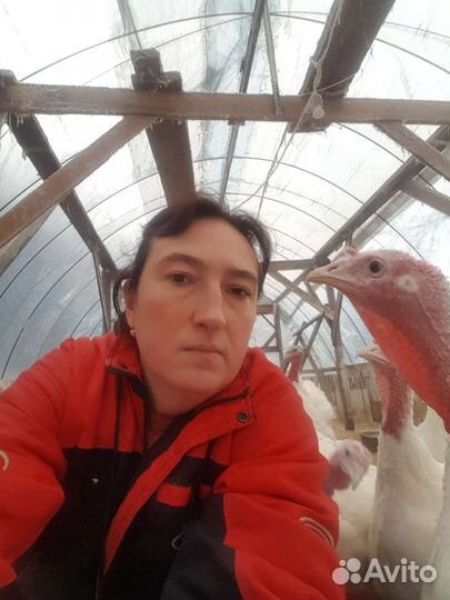 Домашняя индейка живым весом