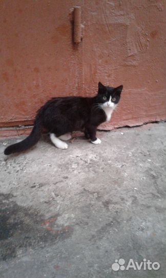 Ситуация SOS В центре Тулы живут котята-бездомыши