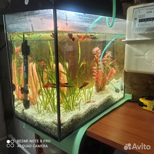 Рыбы, обмен, продажа