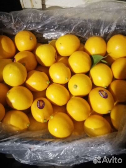 Лимон узбекский