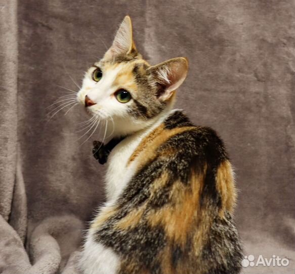 Котёнок на удачу