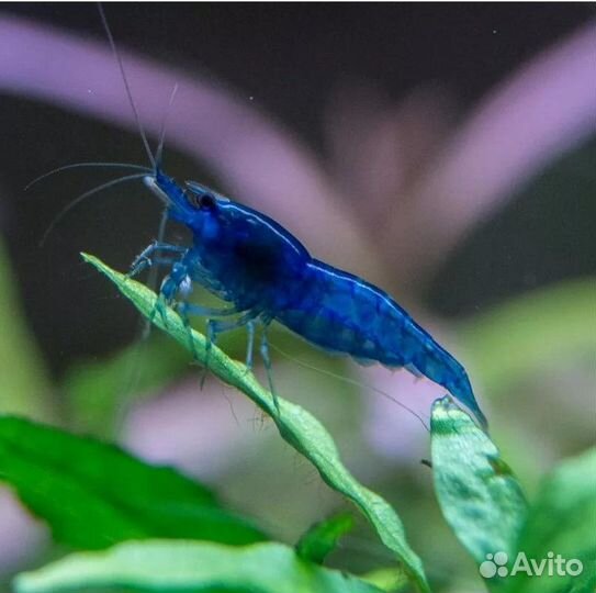 Креветки Синяя Мечта Блю Дрим и другие в аквариум