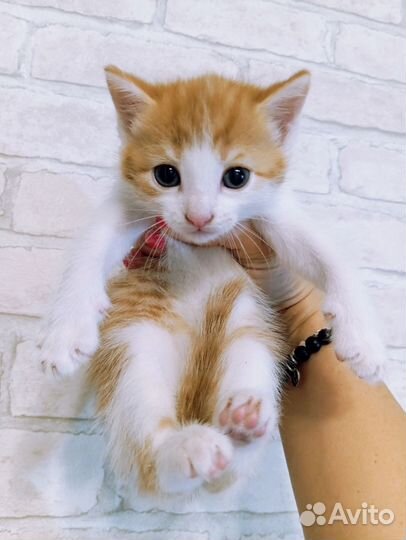 Котик в добрые руки бесплатно