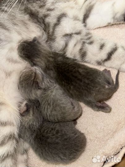 Шотладские котята