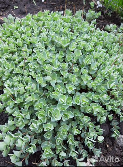 Очиток седум