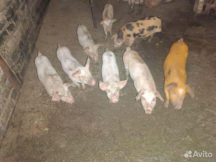 Поросенок ландрас