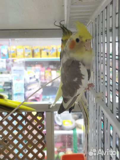 Попугай корелла