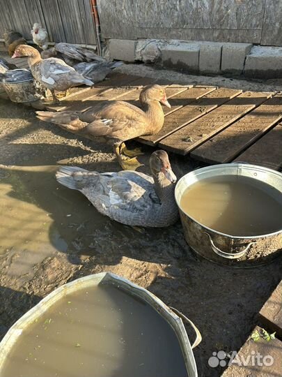 Утки мускусные