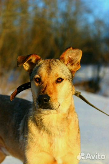 Остин ищет дом