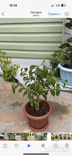 Фикус бенджамина