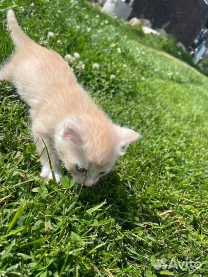 Кошки в добрые руки бесплатно