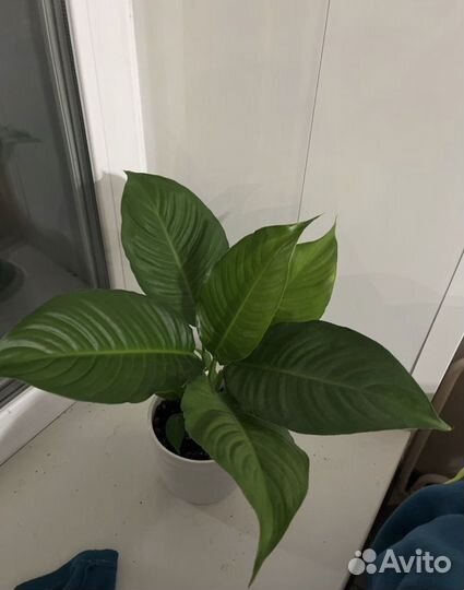 Спатифилум гигант,даймонд,королевский,Бенито