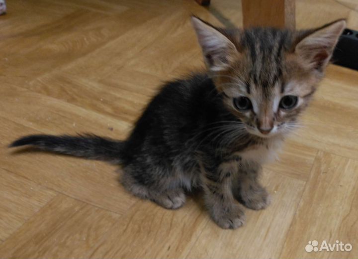 Котенок ищет любящий дом