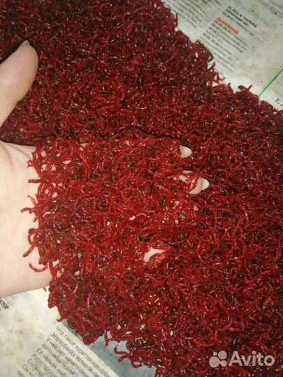 Мотыль, червь, опарыш,выползок, дендробена