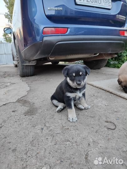 Щенки бесплатно