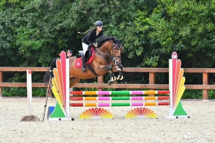 Ахалтекиненская кобыла и полукровный жеребец