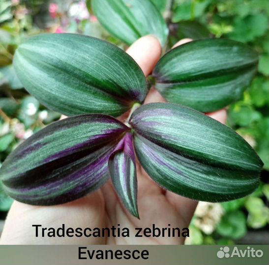 Традесканция