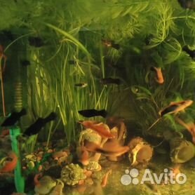 Аквариумные рыбки и растения в канаше