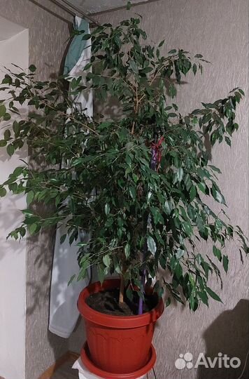 Фикус Бенджамина 1,9 метра