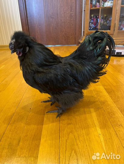 Китайские шелковые куры