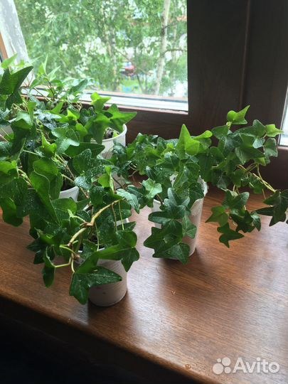 Комнатные растения цветы