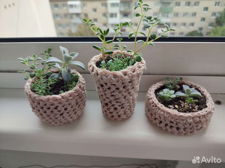 Суккуленты