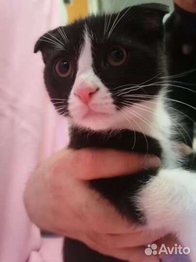 Котята в добрые руки бесплатно