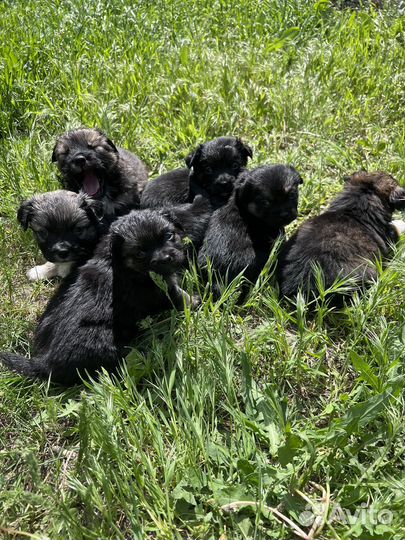 Пекинес помесь