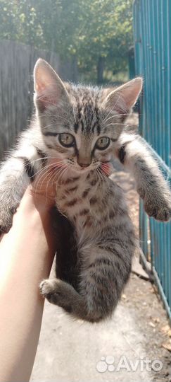 Продам котят по 500, вид:Сиамские девочки)