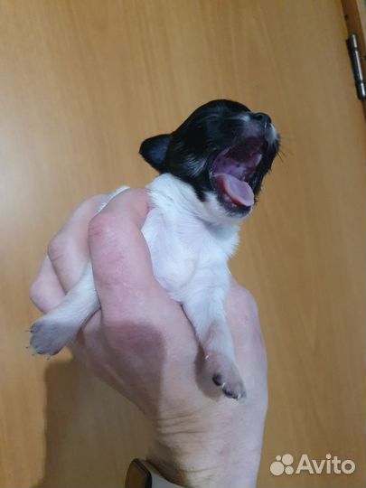 Щенки чихуахуа мини
