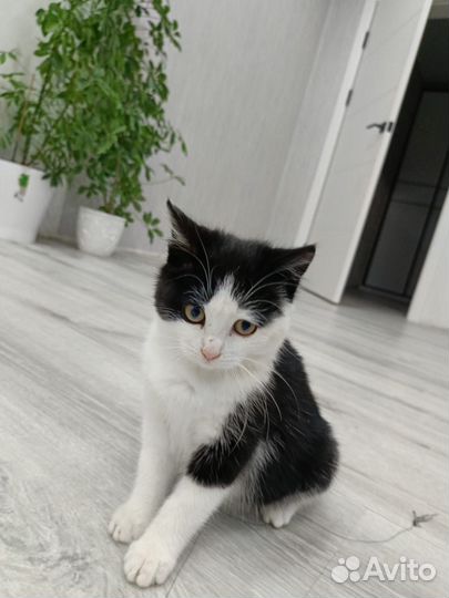 Котенок 2 месяца (самка), приучена к лотку