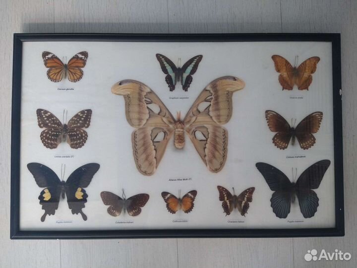 Коллекция насекомых из Таиланда